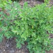 Withania Somnifera forms a medium sized, loose, rounded shrub. Withania somnifera form