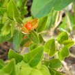 The fruit of Withania somnifera is a small orange berry encased in a calyx, similar to a gooseberry. Withania somnifera fruit
