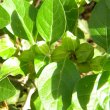 The fruiting bodies of Withania somnifera crowd densely along the branches. Withania somnifera fruit green