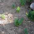Withania somnifera seeds itself easily and grows fast, flowering in the first year. Withania somnifera seedlings