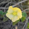In suitable conditions Abutilon sonneratianum will flower all year long. Abutilon sonneratianum