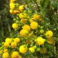 The flowers of Acacia karoo are sweetly scented with a particularly African ambiense. Acacia Karroo fl close