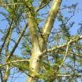 Acacia xanthoploea