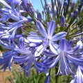 The individual flowers are a symphony of blues. Agapanthus praecox subsp. praecox