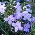 Barleria obtusa 