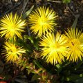 Bergeranthus multiceps