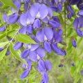 Bolusanthus speciosus flower close