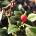 Carissa bispinosa 