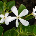 Carissa macrocarpa 