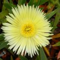 Carpobrotus edulis flower