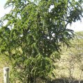 Catunaregum taylorii form