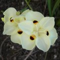 Dietes bicolor