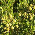 Diospyros dichrophylla