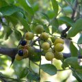 The small fruits of Zanthoxylum capense split open, revealing the shiny black seed. Zanthoxylum capense