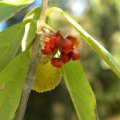 The attractive seeds of Kiggelaria africana will encourage an interesting variety of birds to visit your garden. Kiggelaria africana