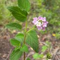The flower heads of Lantana rugosa are about a centimeter across and the leaves are approximately 2cm long. Lantana rugosa flowers