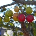 The fruits of the Cape Ash attract louries, barbets, and hornbills. Ekebergia capensis