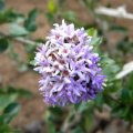 The sweetly scented flowers of Ehretia rigida are gathered in dense heads. Ehretia rigida flower