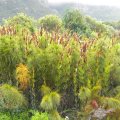 Elegia capensis is a handsome restio needing plenty of space and water. Elegia capensis size