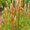 Bracts of the female plant of Elegia fistulosa. Elegia fistulosa female