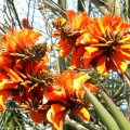 The flowers of Erythrina caffra draw insects and birds to the garden. Erythrina caffra