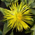 Faucaria tigrina