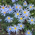 Felicia amelloides flower mass