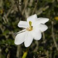 The perfume of Gardenia thunbergia flowers enhances evenings in the summer garden. Gardenia thunbergia flower
