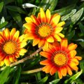 Gazania hybrid 'sunset' 1 Gazania hybrid 'sunset'