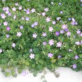 .A constant supply of flowers keeps Geranium incanum in colour for a long period of time Geranium incanum
