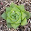 Haworthia cymbiformis