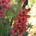 Indigofera heterophylla flower