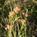Despite its delicate appearance, Kalanchoe rotundifolia grows well in both veld and garden. Kalanchoe rotundifolia