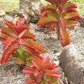 Kalanchoe sexangulares The leaves of Kalanchoe sexangulares turn bright red in full sun.