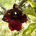 Kigelia africana produces large, crumpled, maroon blooms. Kigelia africana flower 1
