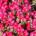 Lampranthus species red Lampranthus species red