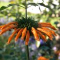 The spider-like flowerhead of Leonotis ocymifolia. Leonotis ocymifolia