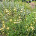 This hybrid of Leonotis leonurus has small leaves and dense foliage. Leonotis leonurus