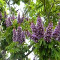 Milletia Grandis