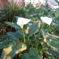 Zantedeschia aethiopica need rich soil and plenty of water. Zantedeschia aethiopica