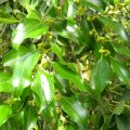 Ziziphus mucronata has attractive, shiny foliage. Ziziphus mucronata foliage