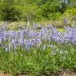 Agapanthus nana - blue