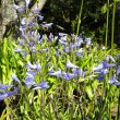 Agapanthus nana - blue