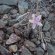 Anacampseros arachnoides Kwandwe