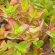 Crassula sarmentosa ssp. sarmentosa