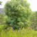 Cunonia capensis form