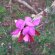 Tephrosia grandiflora