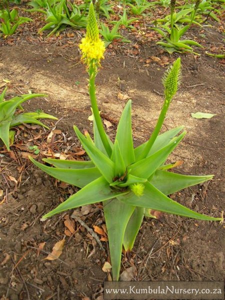 Bulbine Natalensis