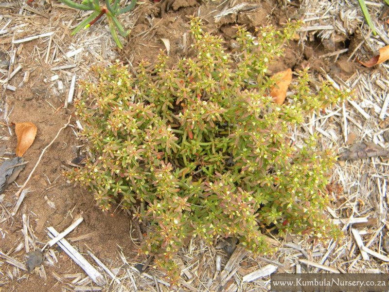 Crassula Ground Cover