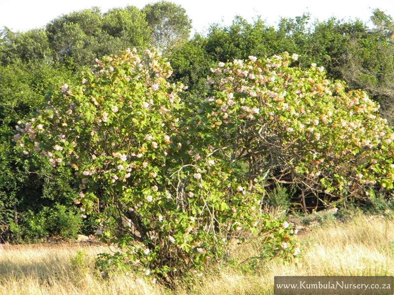 Dombeya Burgessiae